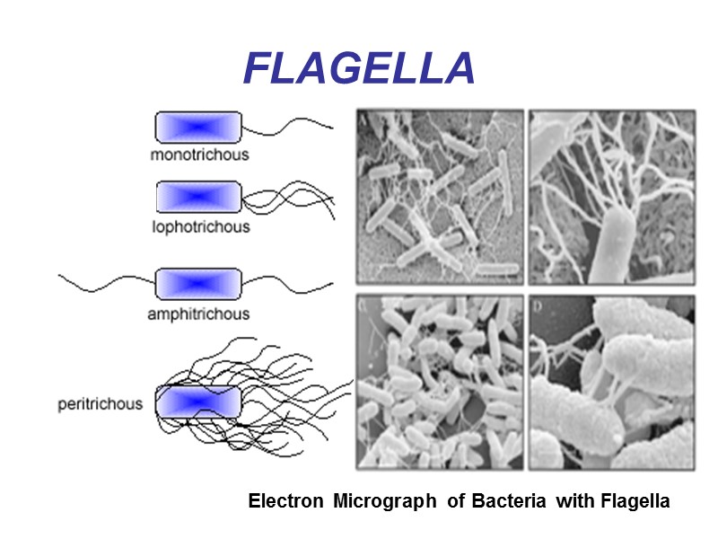 FLAGELLA  Electron Micrograph of Bacteria with Flagella